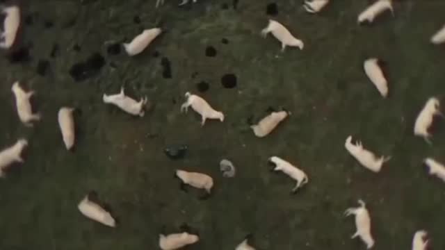 “We are being attacked!!”