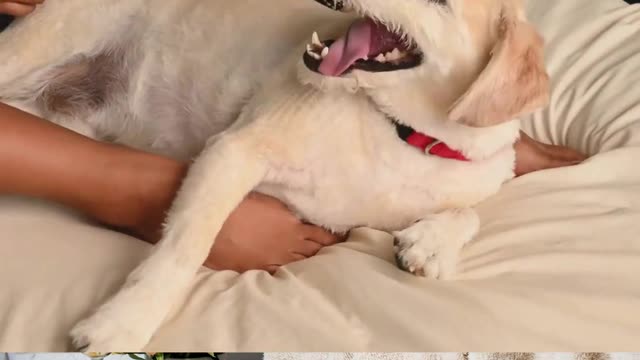 wow so cute dog #shorts #trending #tiktok #cat #video #shortsfeed #viralshort #shortfeed