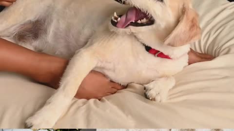 wow so cute dog #shorts #trending #tiktok #cat #video #shortsfeed #viralshort #shortfeed