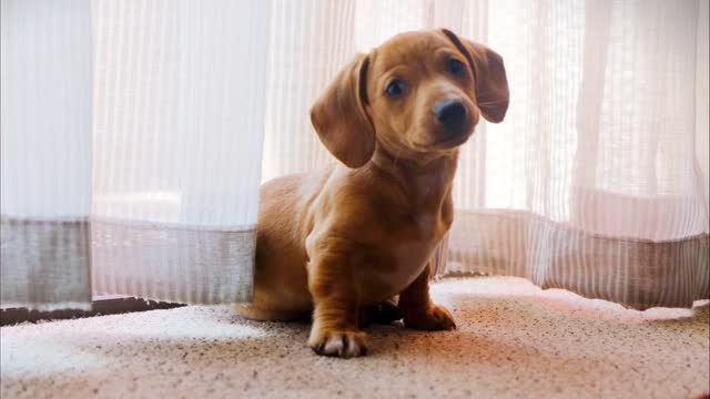 Cute and cute puppy - looking with sweet eyes