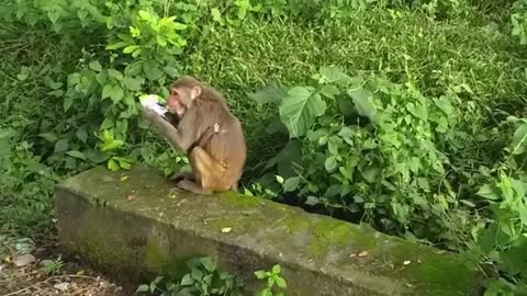 Awww.......cute monkeys in wild forest