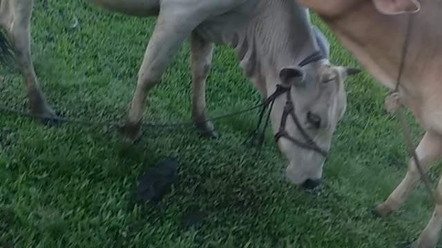 Cow Love