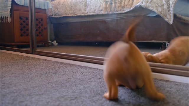 A Dog Fights With His Reflection In The same Mirror