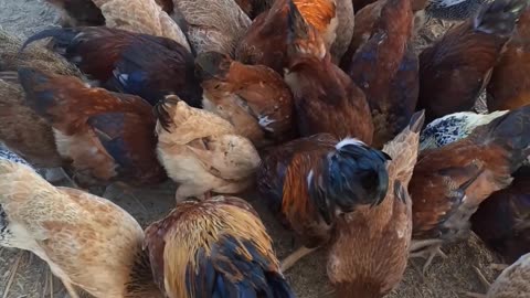 Chickens eating