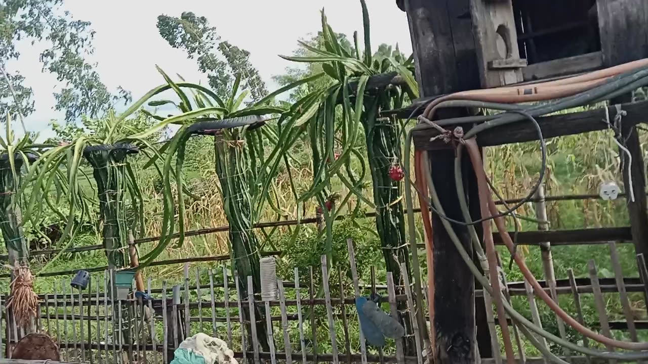 Dragon fruits