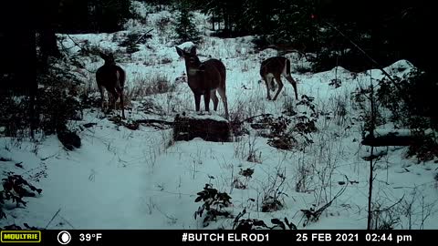 Whitetail Food Aggression - 2