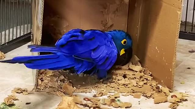 hyacinthmacaw#bluemacaw