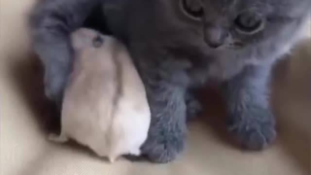 Cute Is Not Enough 😍 Funny Cats and Dogs Videos Compilation #20