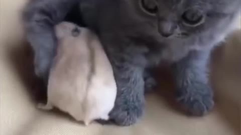 Cute Is Not Enough 😍 Funny Cats and Dogs Videos Compilation #20