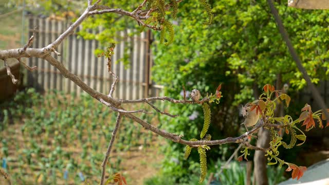 Hear and watch a wonderful video of a group of birds gathering branches for a nest