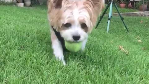 White dog bandana carries tennis ball to camera on grass