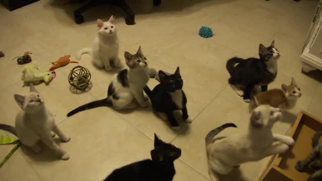 Playful rescued kittens of the toys