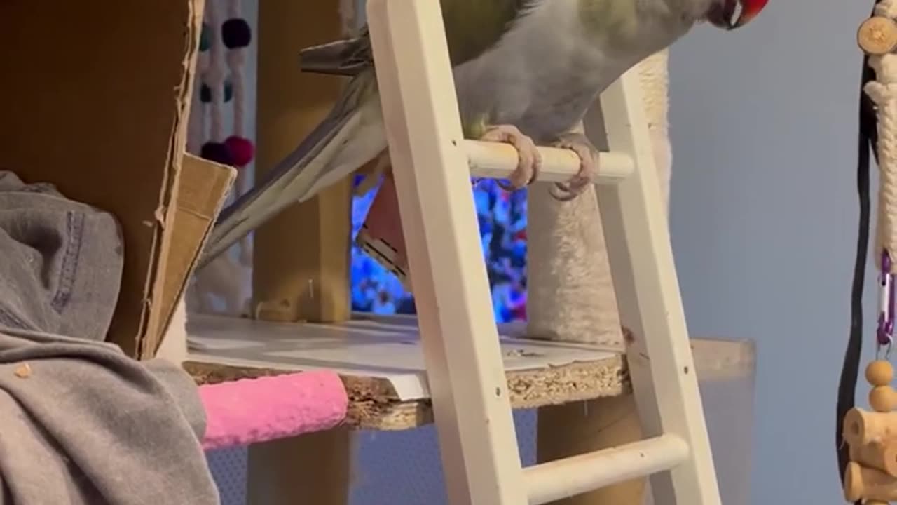 This Parrot Would Rather Stay Inside Today