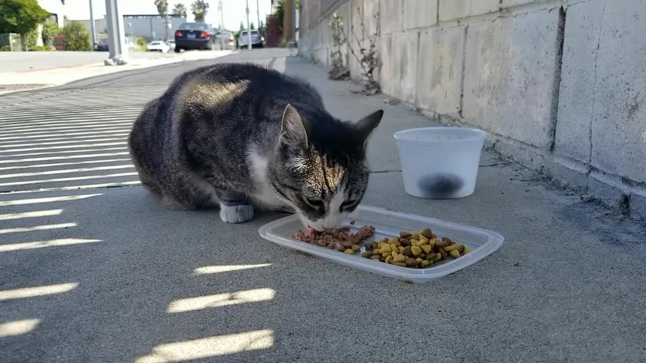 20240518 155606 Buddha Eating Across Street