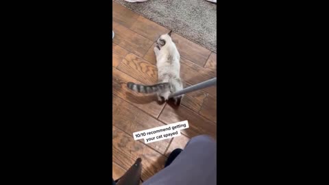 😂 Funniest Cats and Dogs Videos 😺🐶 #16
