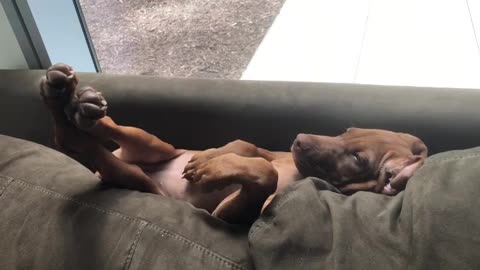 When you find the perfect place for a nap you instantly know it's right