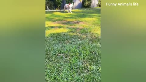Funny Animals