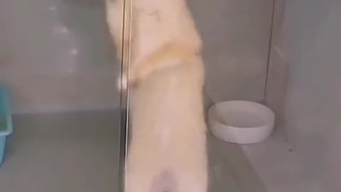 Funny cat movement