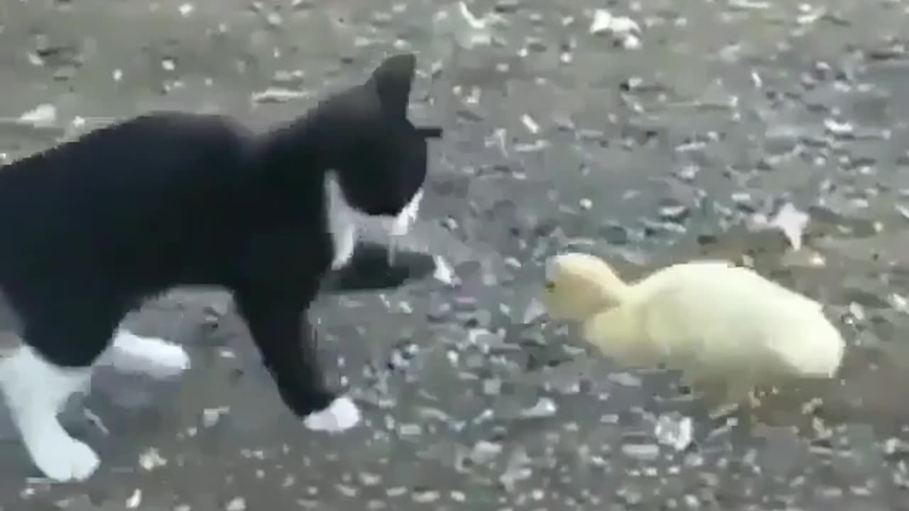 Cute and funny animals