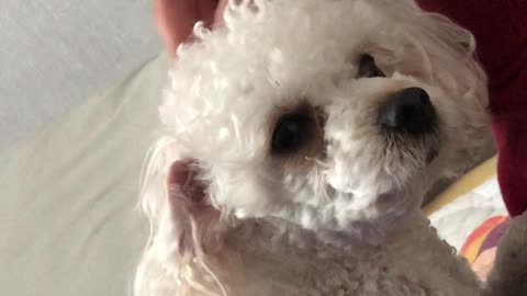 pretty my dog