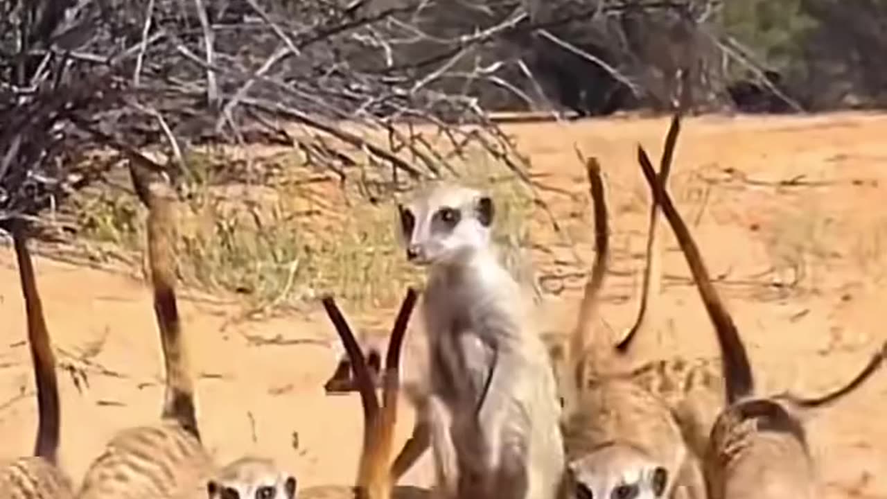 Wildlife with a natural perspective & Funs