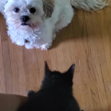 ADORABLE pet squirrel and dog - in my house 💛