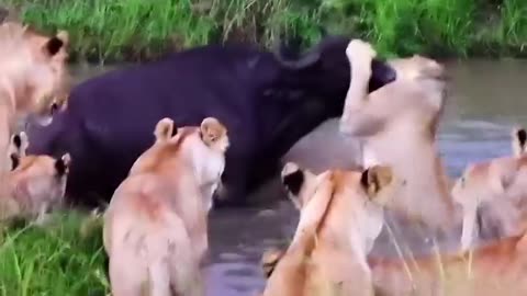 Epic Crazy animal fights In The Wild