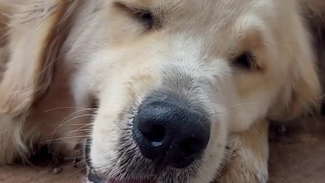 Floof boop cam