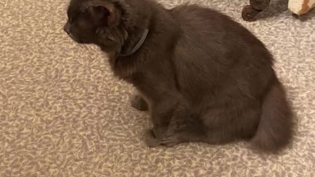 Gimpy wants out
