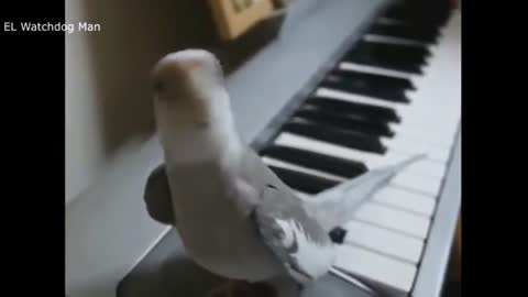 Surprising Parakeet