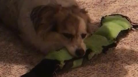 Brown and white dog under chair bites on green squeaking toy