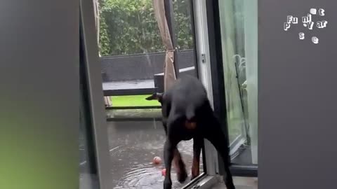Pet Animals Funny videos