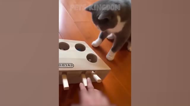 OMG So Cute ⚡ Best Funny Cat Videos 2021