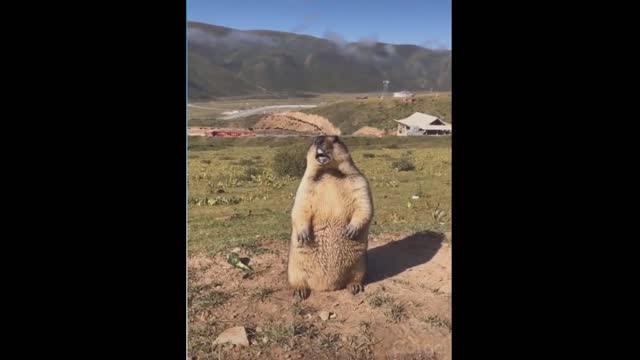 Animal cry and its most beautiful