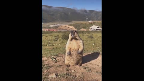 Animal cry and its most beautiful