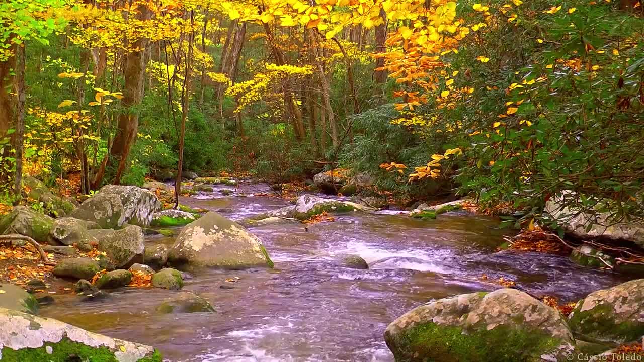 Relaxing Music and Sounds of Nature - Calm, Relax and Sleep