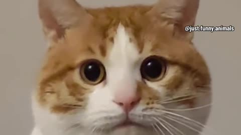 Funny Animals Videos