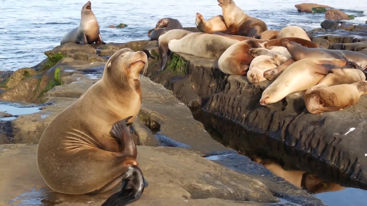 very Funny Sea Lion/Seal Video Compilation2021/ best sealion video