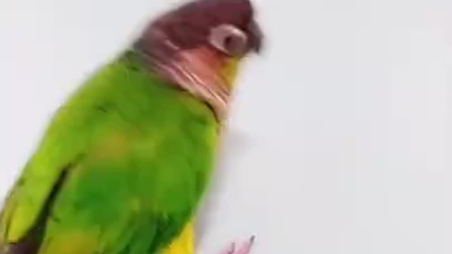 parrot very funny video • best parrot video funny • vines best fun•