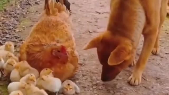 Funny Dog and hen chicken with chicken kids playing