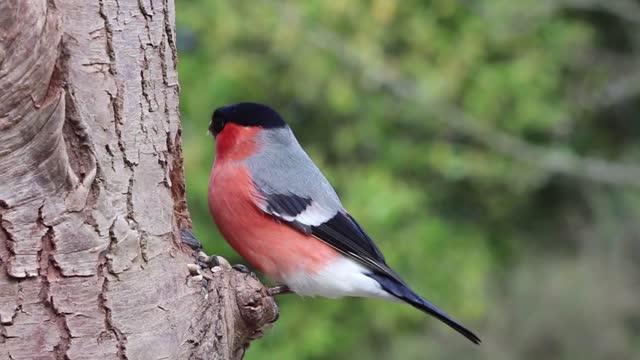 Relaxing Video with Birds