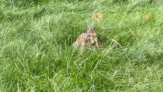 Bunny building nest on lawn