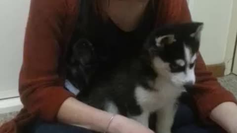 siberian husky puppy howling