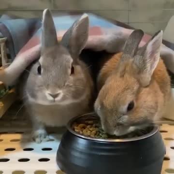 cute rabbit videos funny