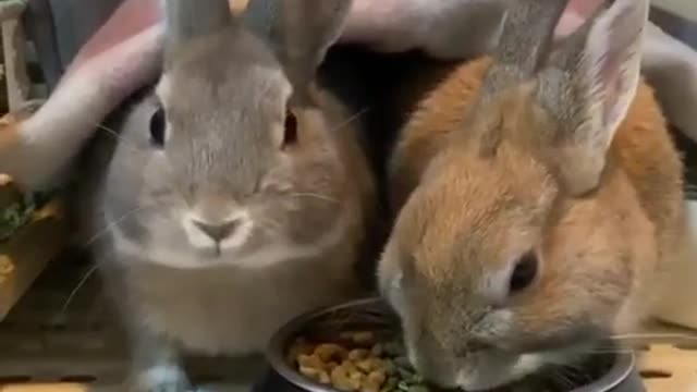 cute rabbit videos funny