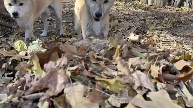 Fall weather mean Fall Fun for the animals.