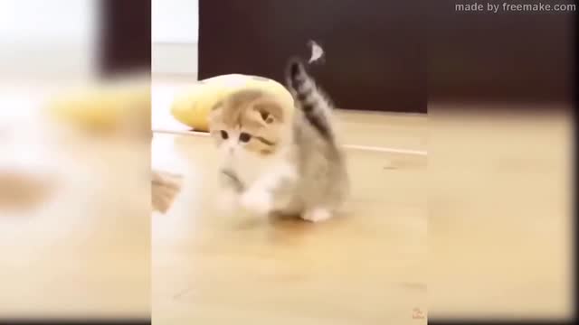 funny cats try not to laught