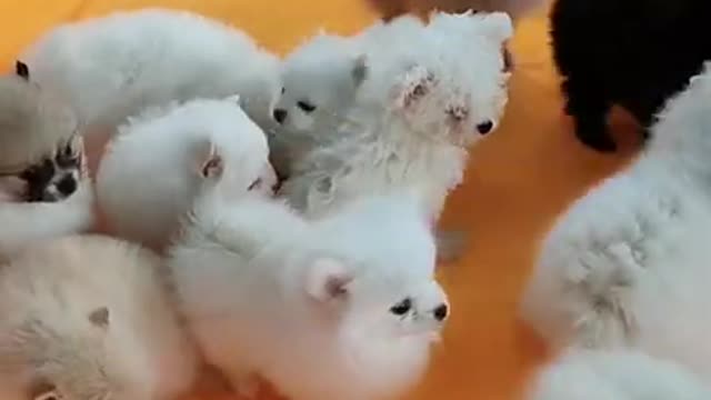 #Funniest Animals Real 😹 - Best Of The 2020 #Funny Animals Videos - Try Not To Laugh #comedy #shorts