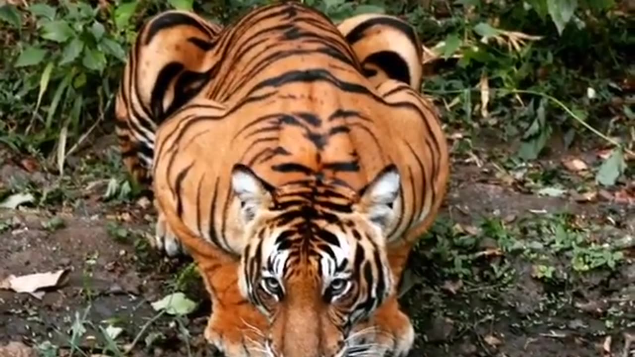 Wildlife in closer view with a natural perspective.