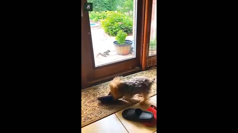 Funniest Cats And Dogs Videos 😁 - Best Funny Animal Videos 2024 🥰